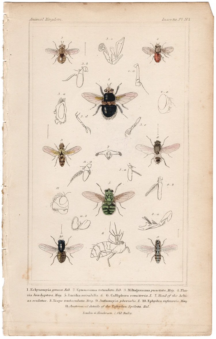 Cuvier Animal Kingdom Insecta Plate 113 Tachinid Fly