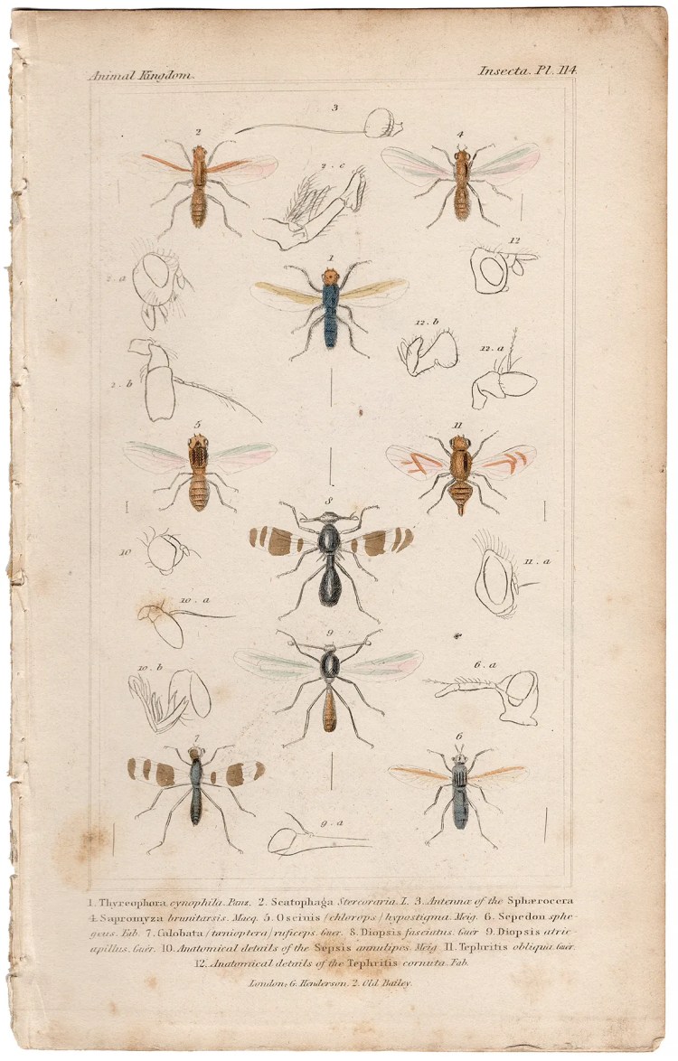 Cuvier Animal Kingdom Insecta Plate 114 Bone-skipper Fly