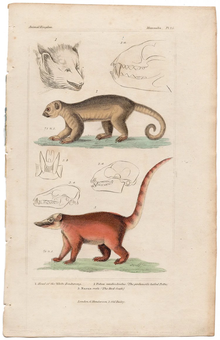 Cuvier Animal Kingdom Mammalia Plate 25 Prehensile-tailed Potta, Red Coati