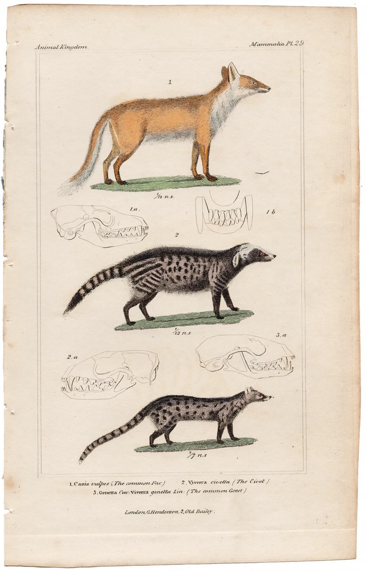Cuvier Animal Kingdom Mammalia Plate 29 Common Fox, Civet, Commong Genet