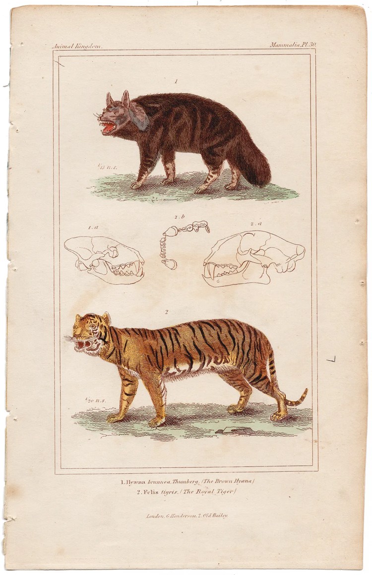 Cuvier Animal Kingdom Mammalia Plate 30 Brown Hyaena, Royal Tiger