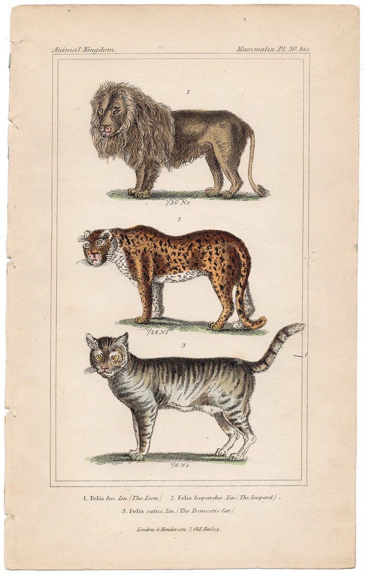 Cuvier Animal Kingdom Mammalia Plate 30bis Lion, Leopard, Domestic Cat