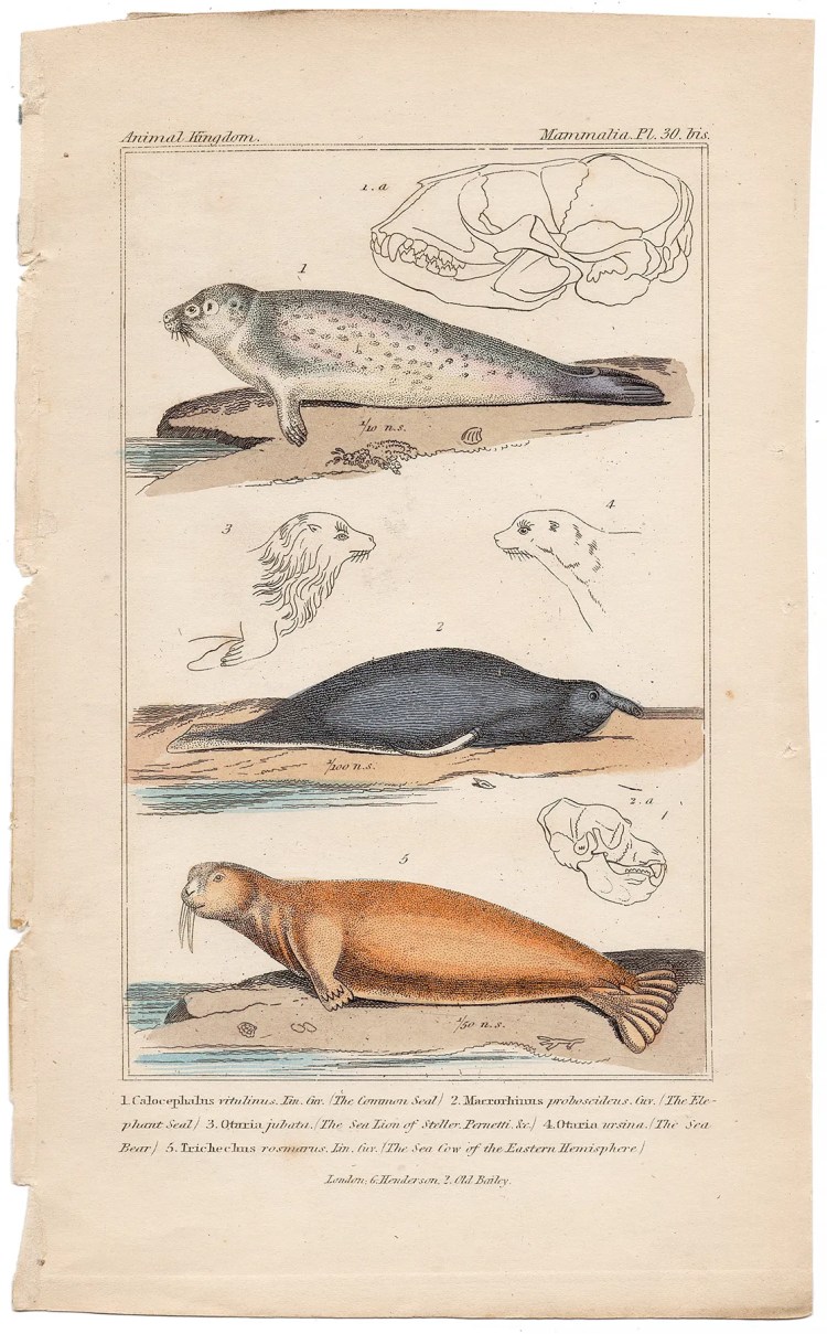 Cuvier Animal Kingdom Mammalia Plate 30bis1 Common Seal, Elephant Seal, Sea Cow of the Eastern Hemisphere