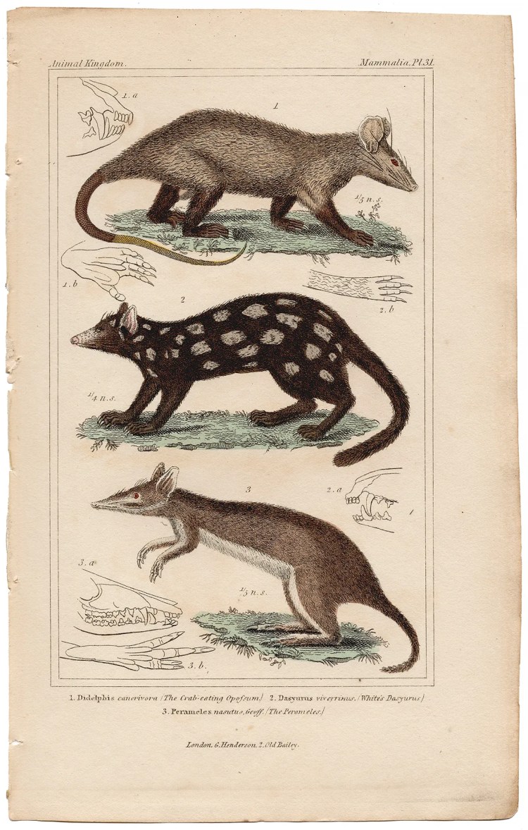 Cuvier Animal Kingdom Mammalia Plate 31 Crab-eating Opossum, White's Dasyurus, Peranieles