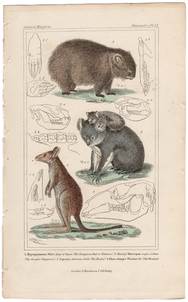 Cuvier Animal Kingdom Mammalia Plate 32 Potoroo, Koala, Wombat