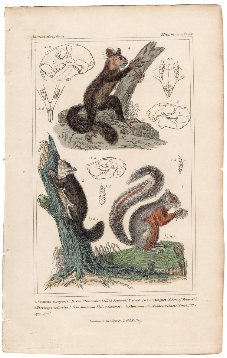Cuvier Animal Kingdom Mammalia Plate 34 Squirrel