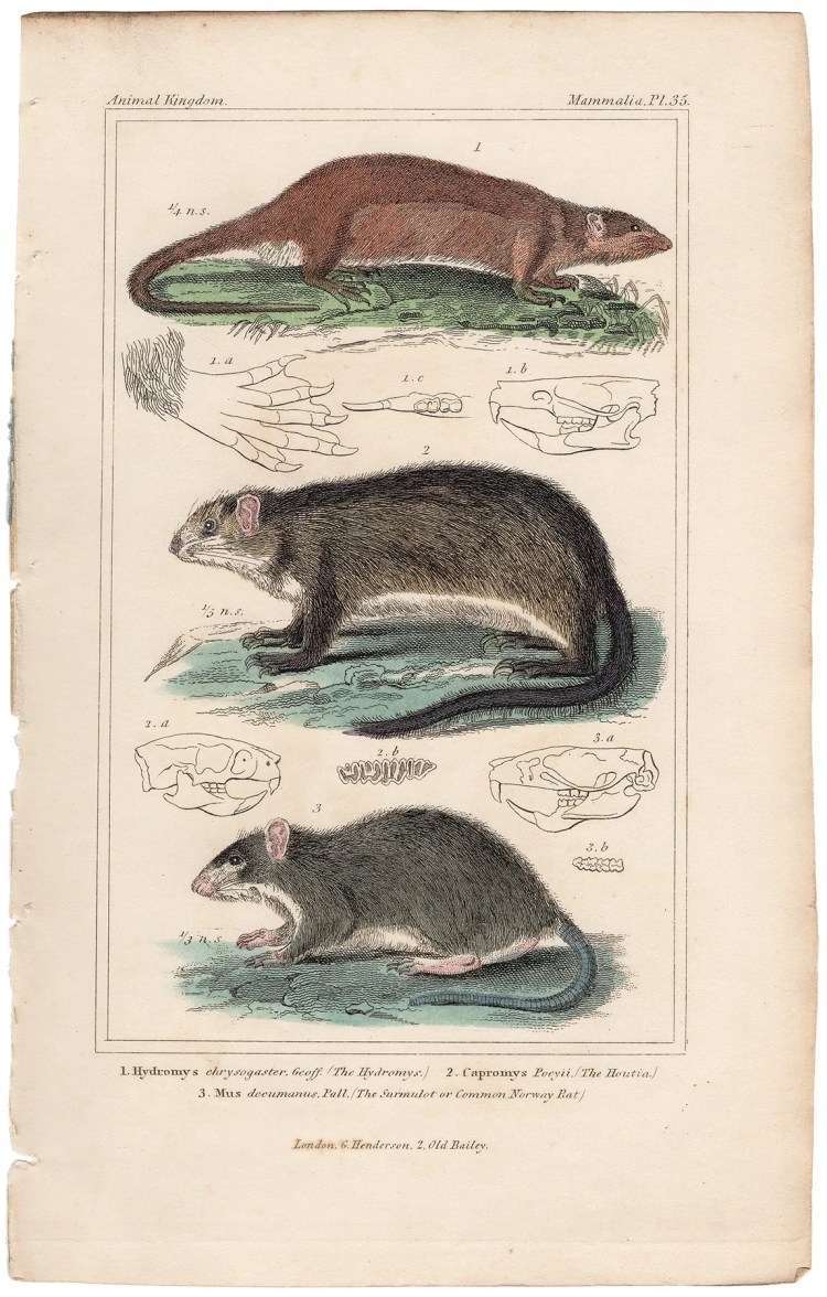 Cuvier Animal Kingdom Mammalia Plate 35 Hydromys, Houtia, Norway Rat
