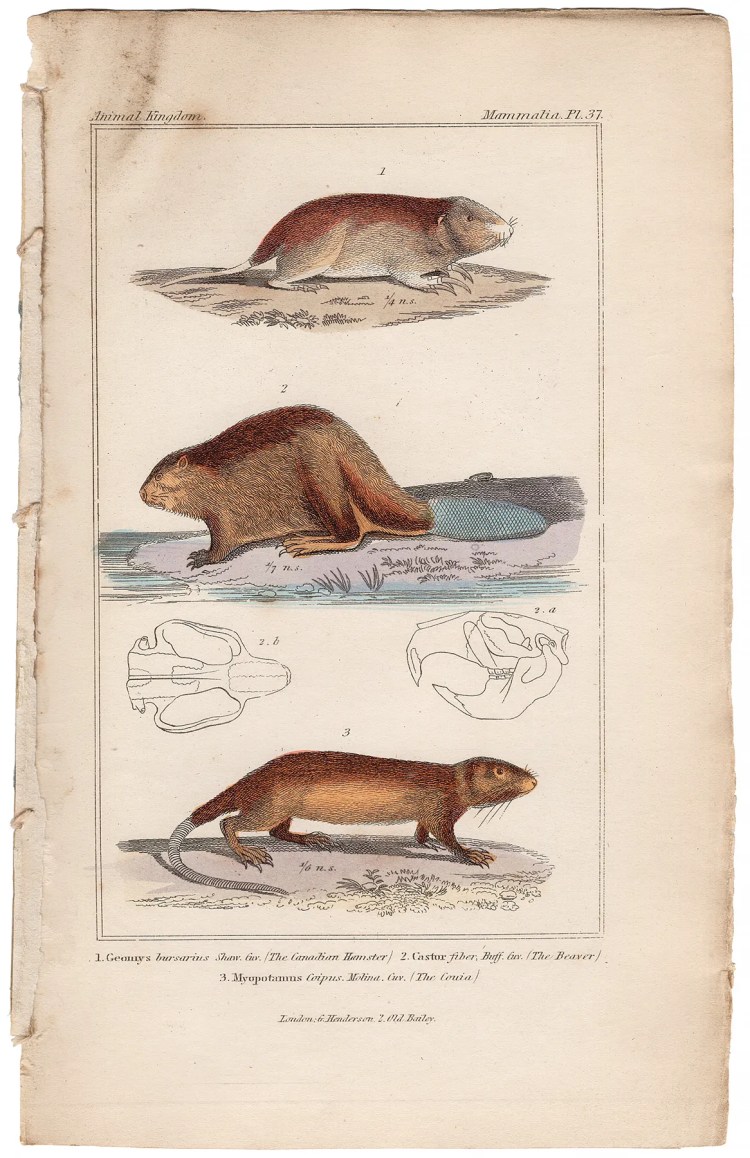 Cuvier Animal Kingdom Mammalia Plate 37 Canadian Hamster, Beaver, Couia
