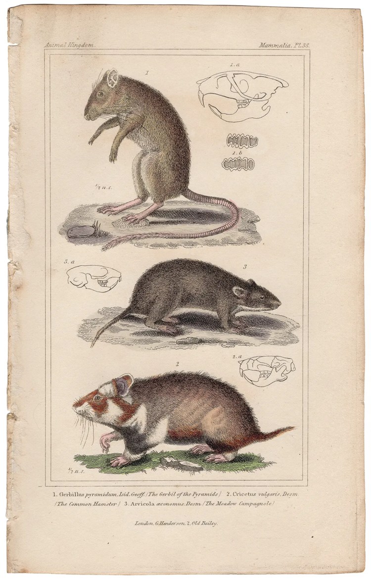Cuvier Animal Kingdom Mammalia Plate 38 Gerbil of the Pyramids, Hamster, Meadow Capagnole
