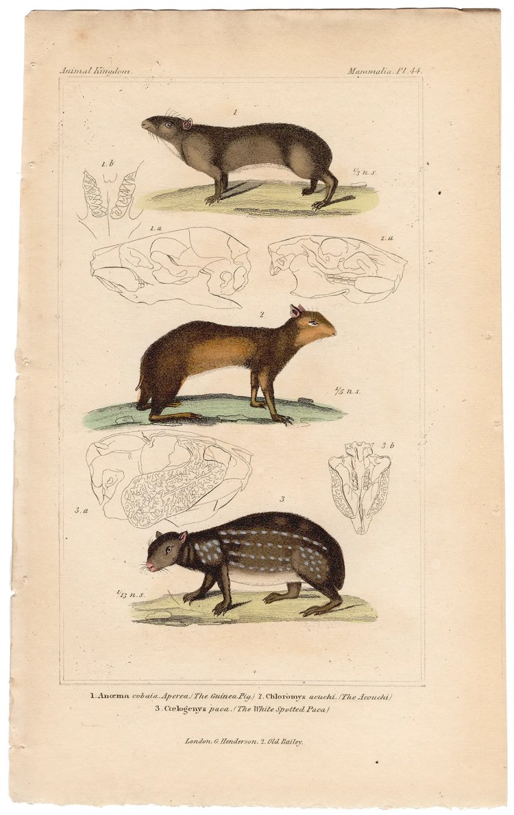 Cuvier Animal Kingdom Mammalia Plate 44 Guinea Pig, Acouchi, White-spotted Paca