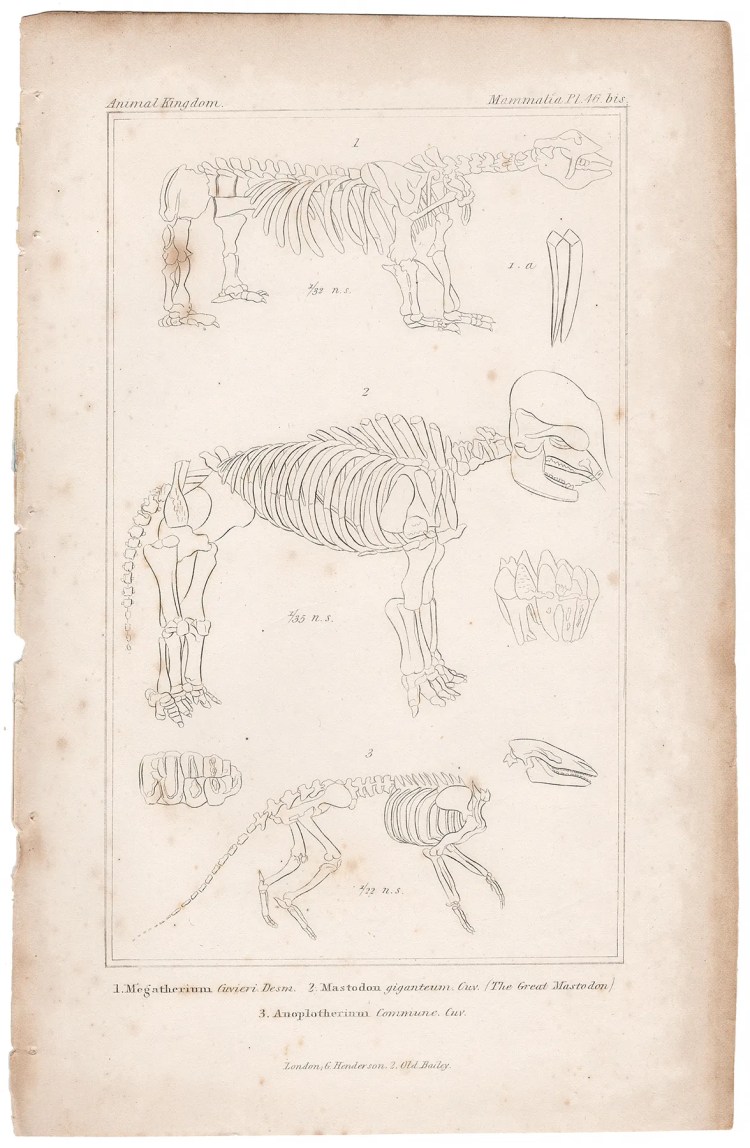 Cuvier Animal Kingdom Mammalia Plate 46bis Skeleton of the Great Mastodon