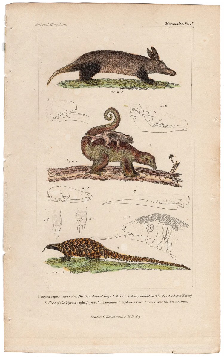 Cuvier Animal Kingdom Mammalia Plate 47 Cape Ground Hog, Two-toed Ant Eater, Long-tailed Pangolin