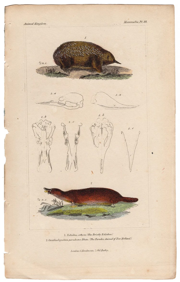 Cuvier Animal Kingdom Mammalia Plate 48 Bristly Echidna, Paradox Animal of New Holland