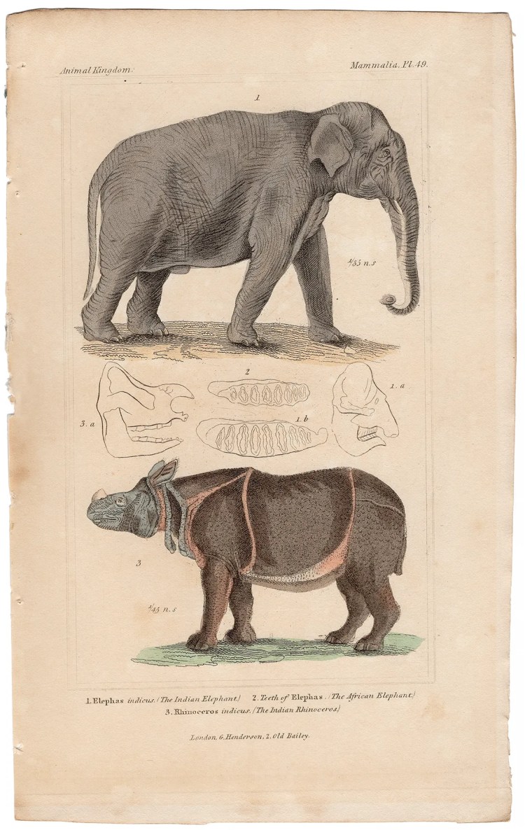 Cuvier Animal Kingdom Mammalia Plate 49 Indian Elephant, Indian Rhinoceros