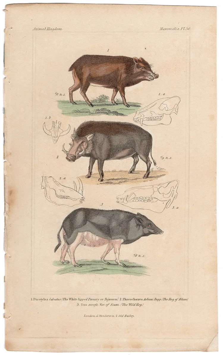 Cuvier Animal Kingdom Mammalia Plate 50 Peccary, Hog of Elian, Wild Hog