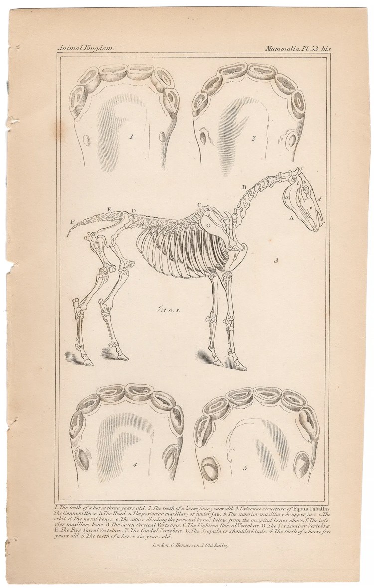 Cuvier Animal Kingdom Mammalia Plate 53bis The Teeth of a Horse