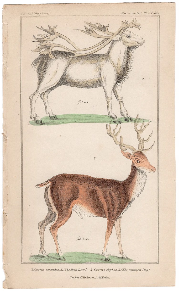 Cuvier Animal Kingdom Mammalia Plate 54bis Reindeer, Common Stag