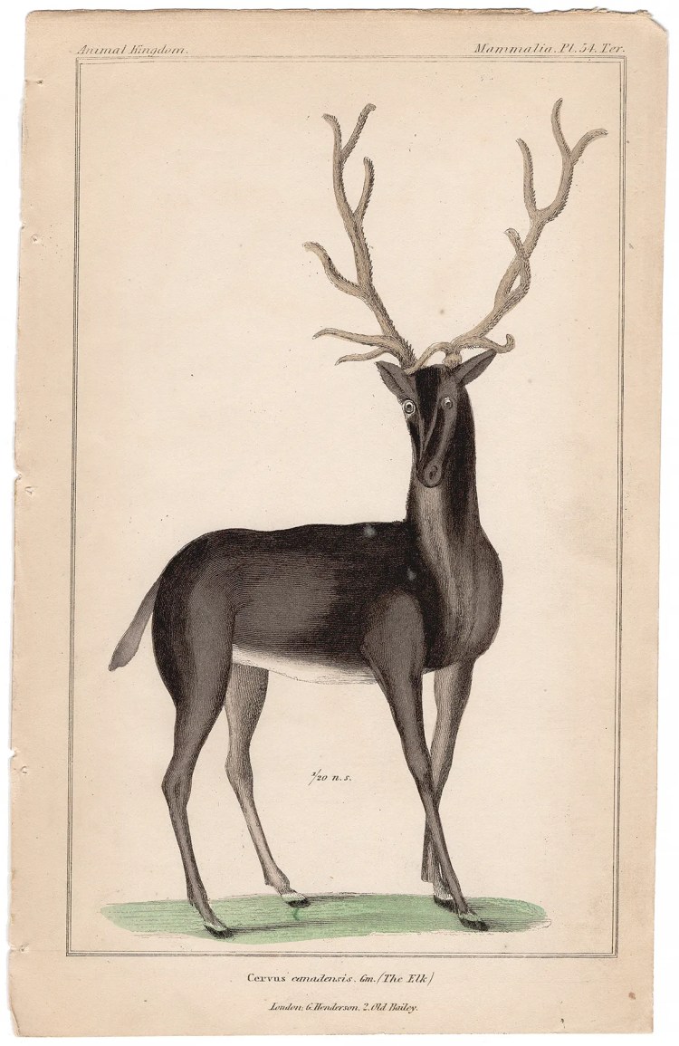 Cuvier Animal Kingdom Mammalia Plate 54ter Elk