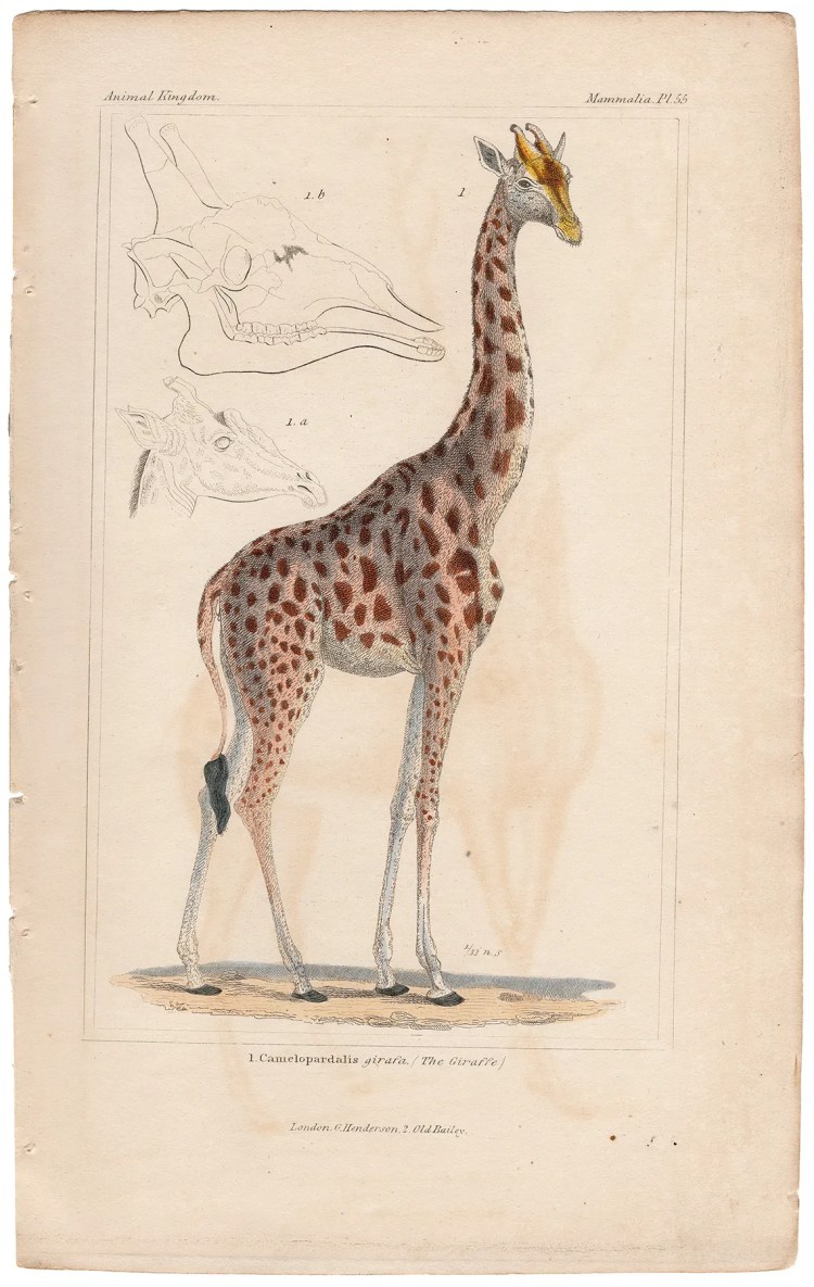 Cuvier Animal Kingdom Mammalia Plate 55 Giraffe