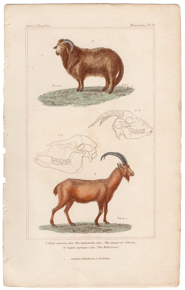 Cuvier Animal Kingdom Mammalia Plate 56 Argali of Siberia, Wild Goat