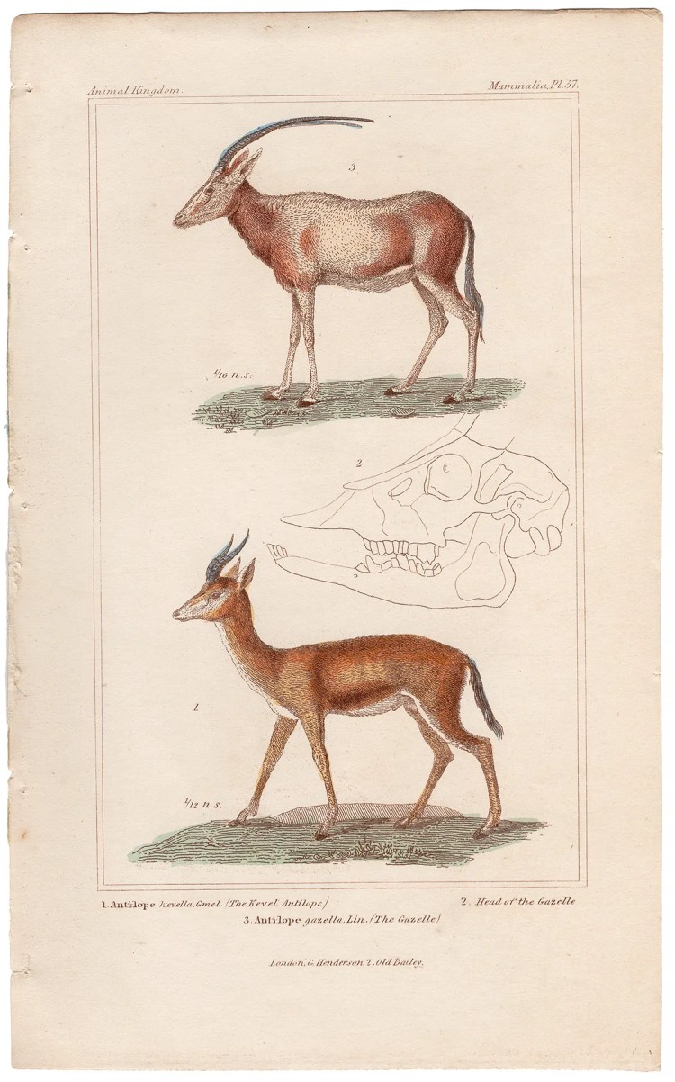 Cuvier Animal Kingdom Mammalia Plate 57 Kevel Antilope, Gazelle