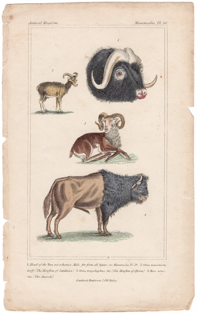 Cuvier Animal Kingdom Mammalia Plate 58 Cape Buffalo, Mouflon, Auroch