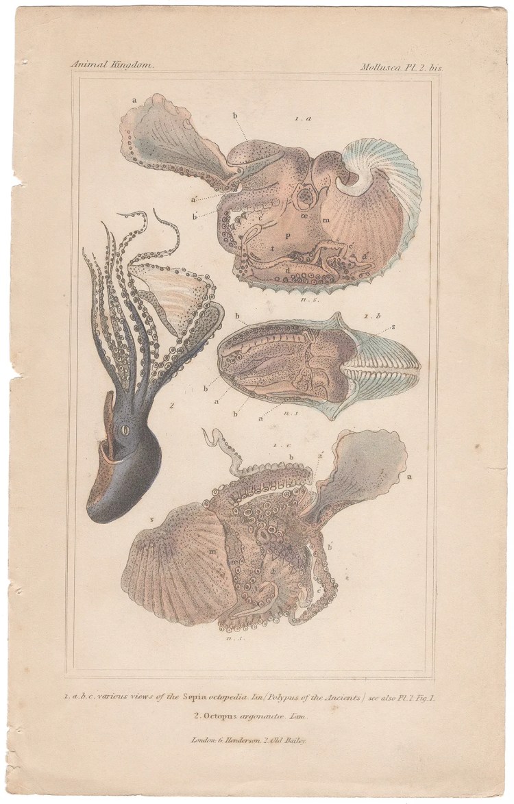 Cuvier Animal Kingdom Mollusca  Plate 2bis Cuttlefish