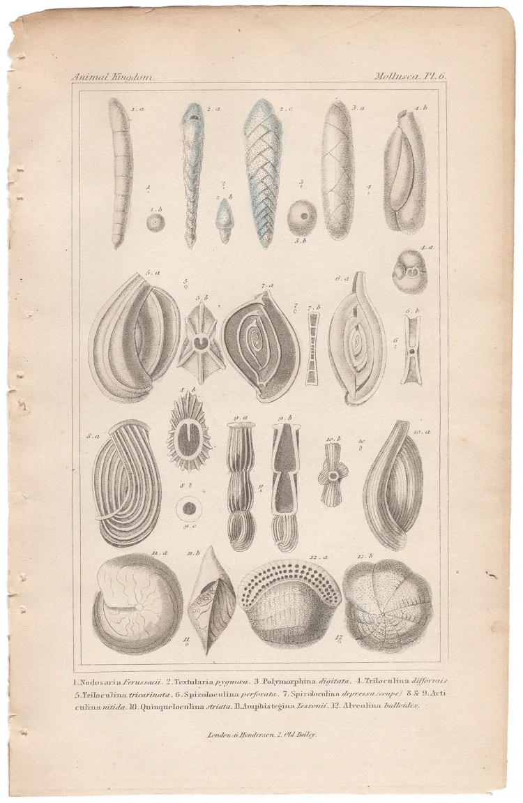 Cuvier Animal Kingdom Mollusca  Plate 6 Foraminiferan