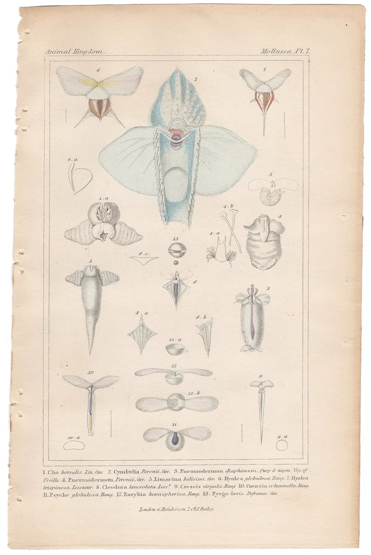Cuvier Animal Kingdom Mollusca  Plate 7 Sea Butterfly
