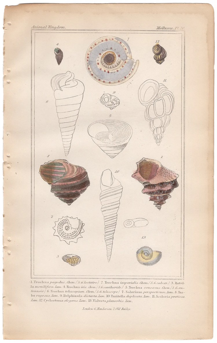 Cuvier Animal Kingdom Mollusca  Plate 20 Sea Snail
