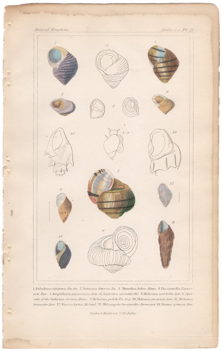 Cuvier Animal Kingdom Mollusca  Plate 21 Freshwater Snail