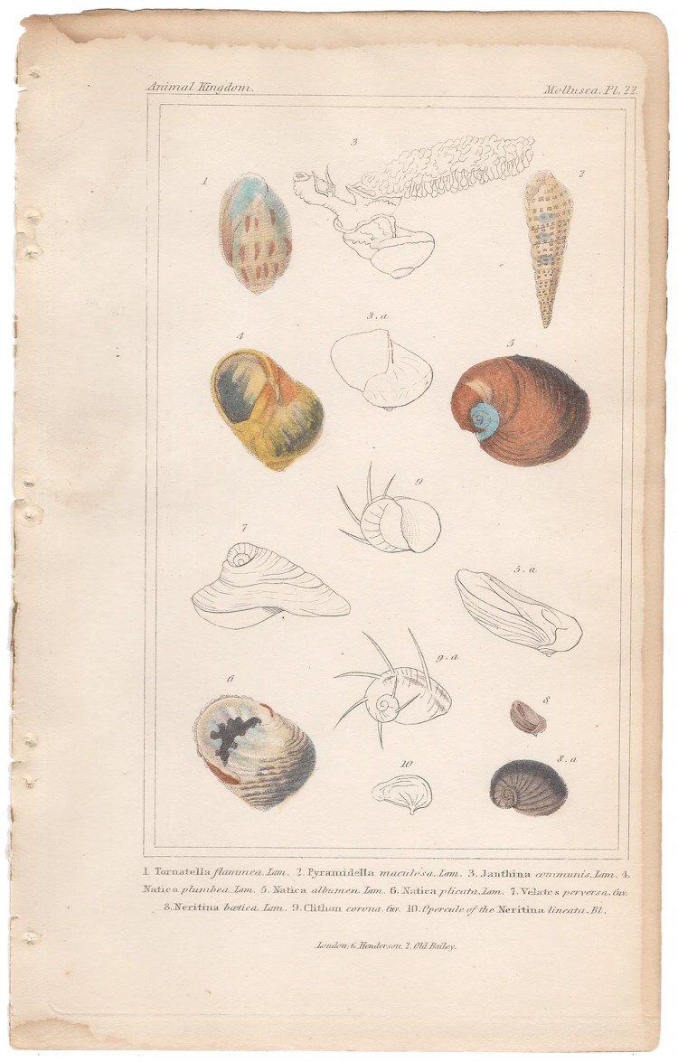Cuvier Animal Kingdom Mollusca  Plate 22 Sea Snail