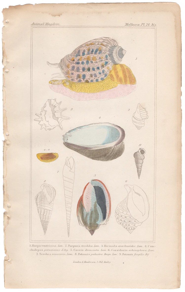 Cuvier Animal Kingdom Mollusca  Plate 24bis Harp Shell