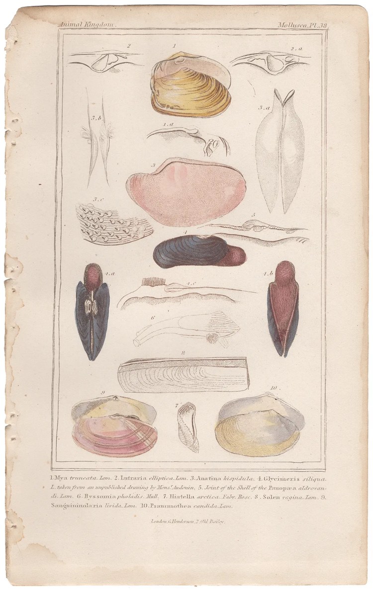 Cuvier Animal Kingdom Mollusca  Plate 38 Soft-Shell Clam