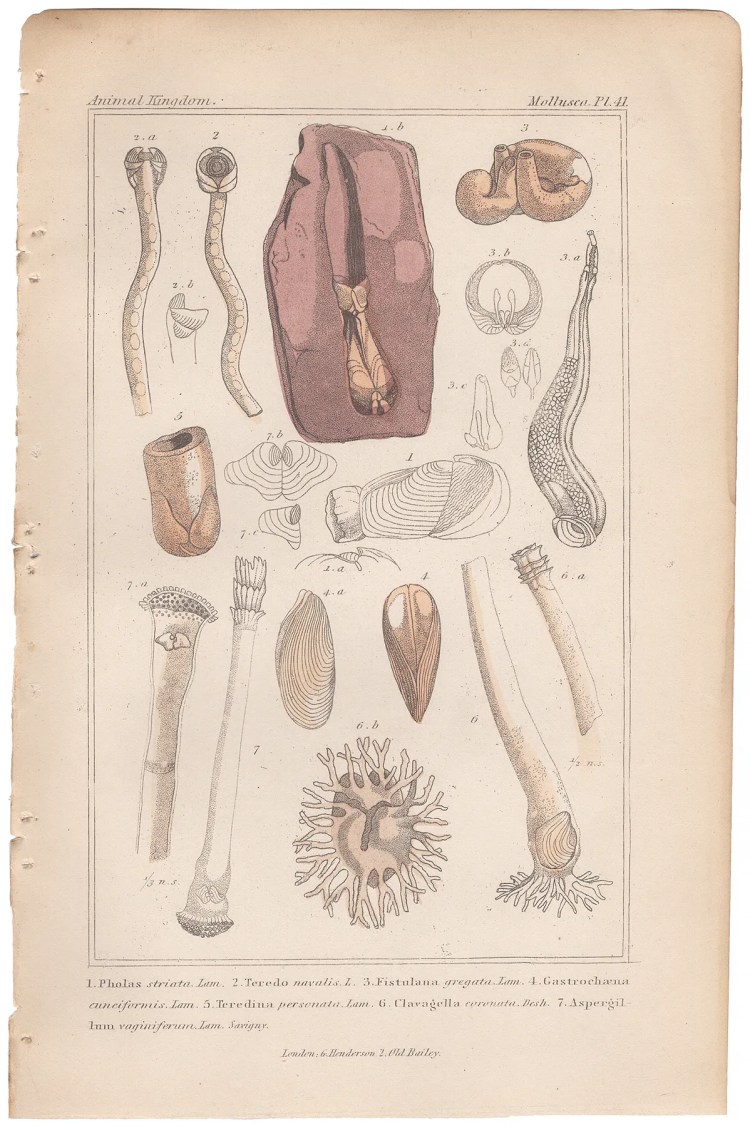 Cuvier Animal Kingdom Mollusca  Plate 41 Boring Clam