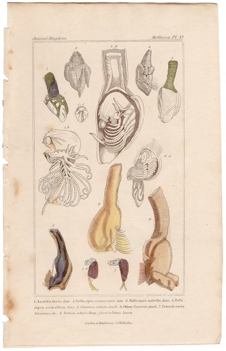 Cuvier Animal Kingdom Mollusca  Plate 43a Goose Barnacle