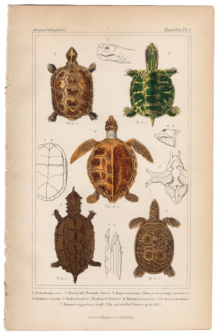 Cuvier Animal Kingdom Reptilia Plate 2 Flattened Tortoise
