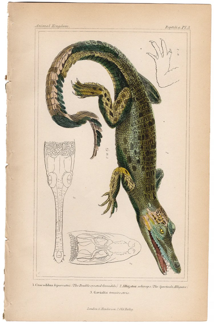 Cuvier Animal Kingdom Reptilia Plate 3 Indo-Pacific Crocodile