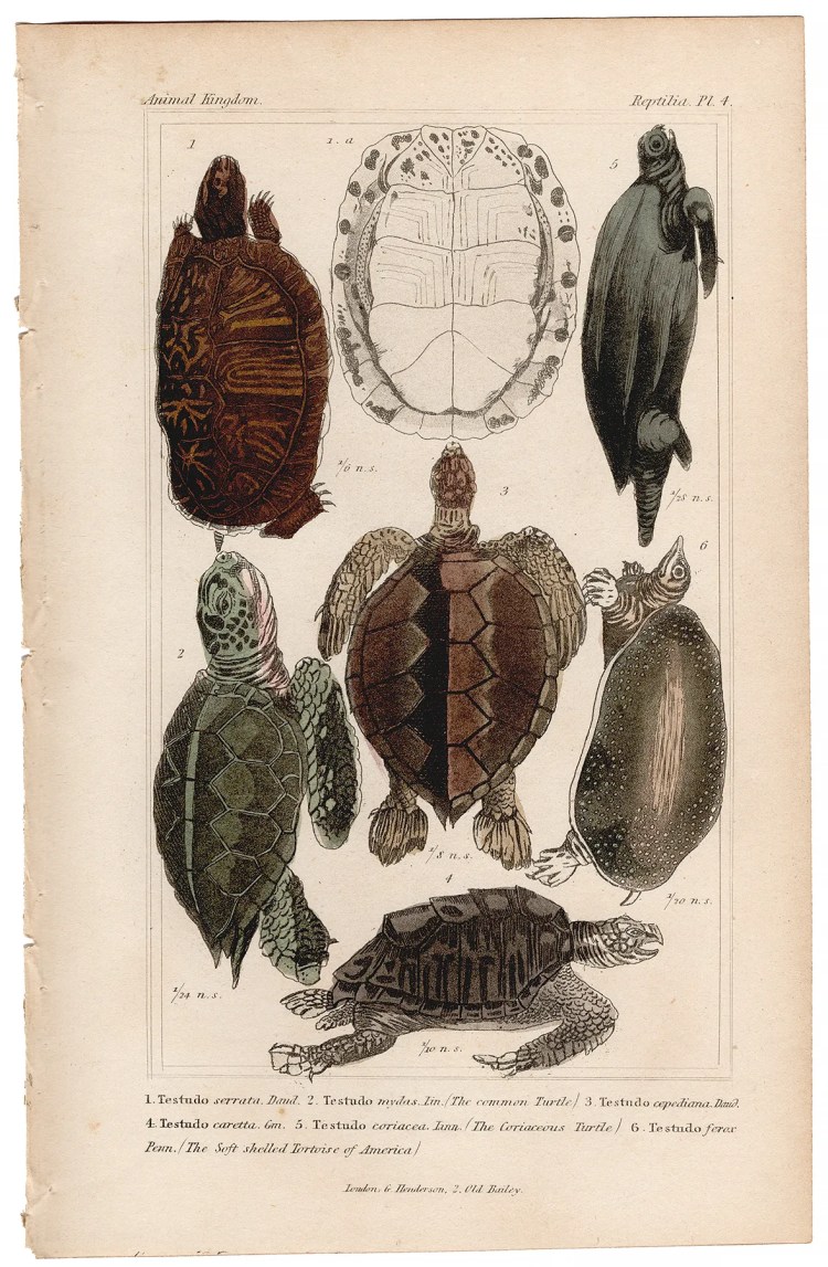 Cuvier Animal Kingdom Reptilia Plate 4 Serrated Tortoise