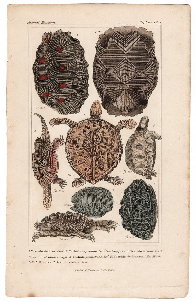 Cuvier Animal Kingdom Reptilia Plate 5 Fringed Tortoise