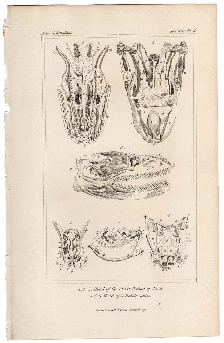 Cuvier Animal Kingdom Reptilia Plate 6a Reticulated Python