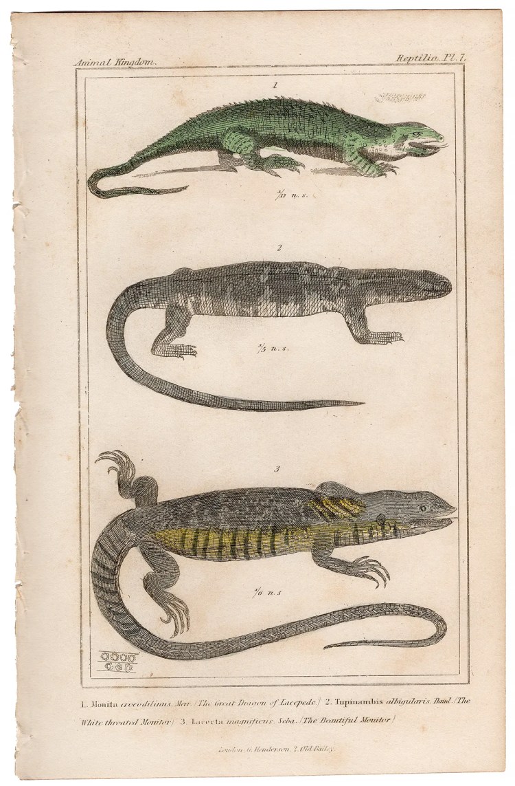 Cuvier Animal Kingdom Reptilia Plate 7 Crocodile Monitor