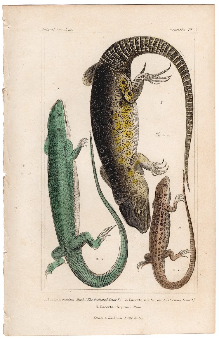Cuvier Animal Kingdom Reptilia Plate 8 Ocellated Lizard