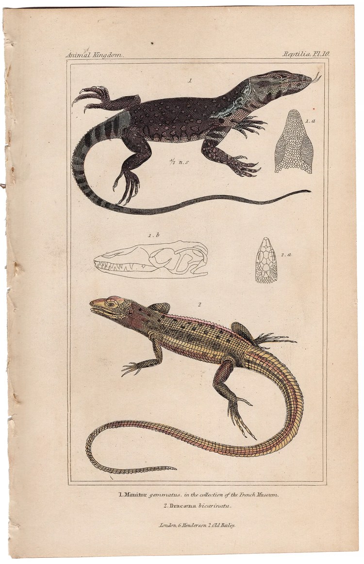 Cuvier Animal Kingdom Reptilia Plate 10 Monitor Lizard