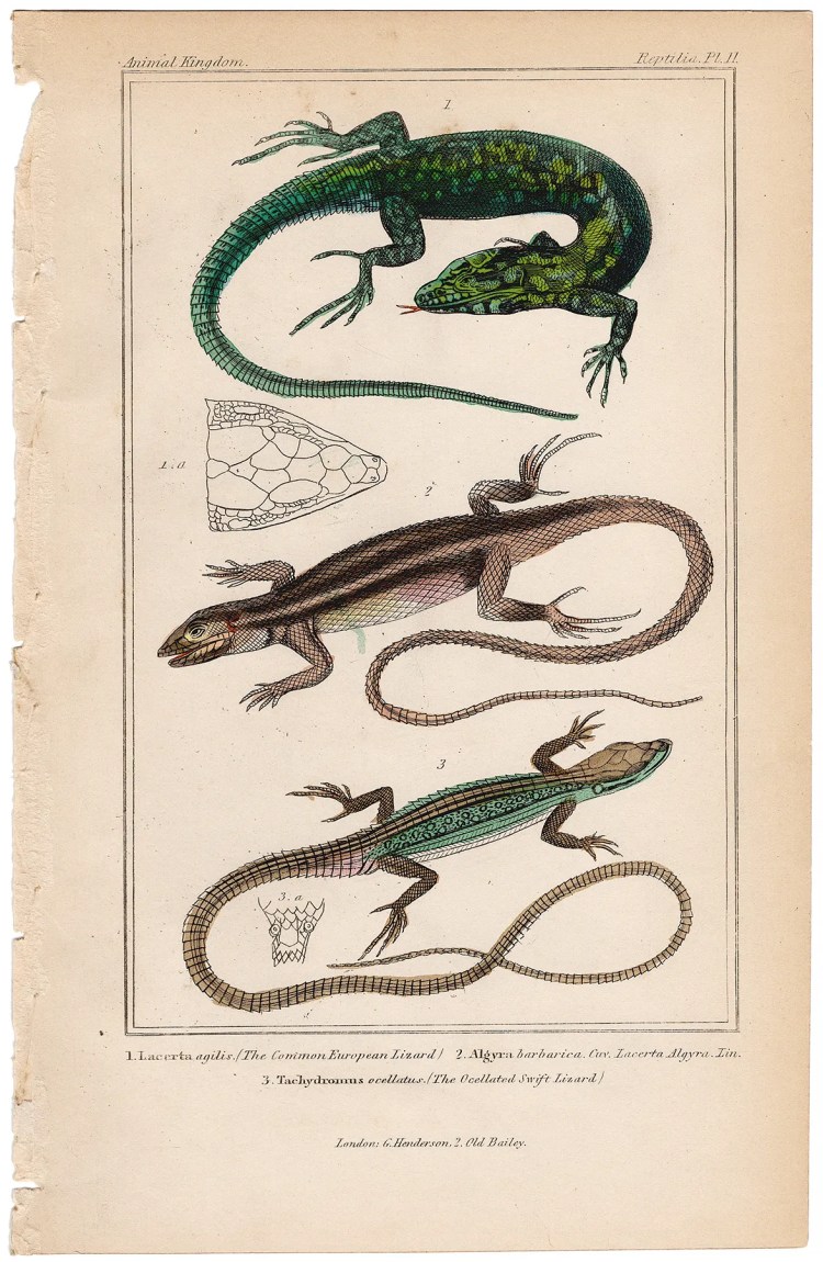 Cuvier Animal Kingdom Reptilia Plate 11 Sand Lizard