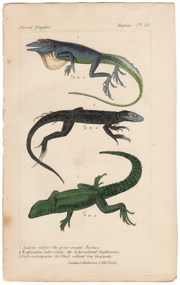 Cuvier Animal Kingdom Reptilia Plate 14 Sail-fin Anole