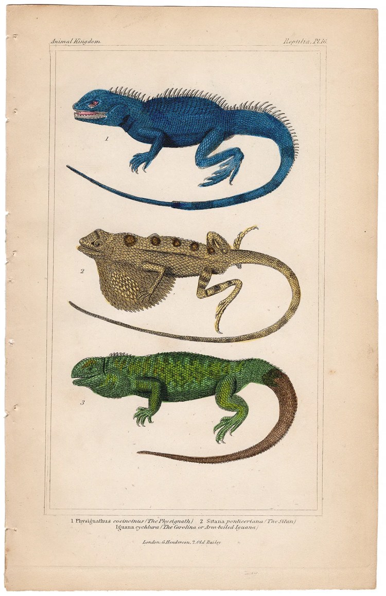 Cuvier Animal Kingdom Reptilia Plate 16 Chinese Water Dragon