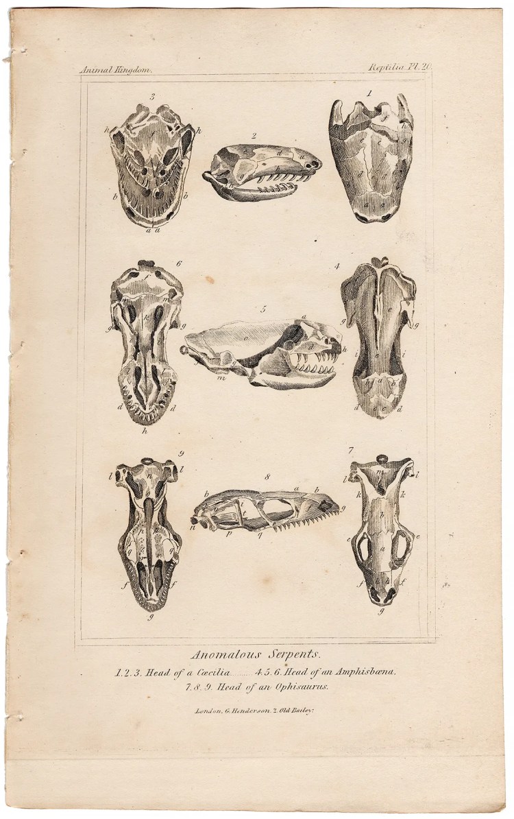 Cuvier Animal Kingdom Reptilia Plate 20 Head of Caecilian