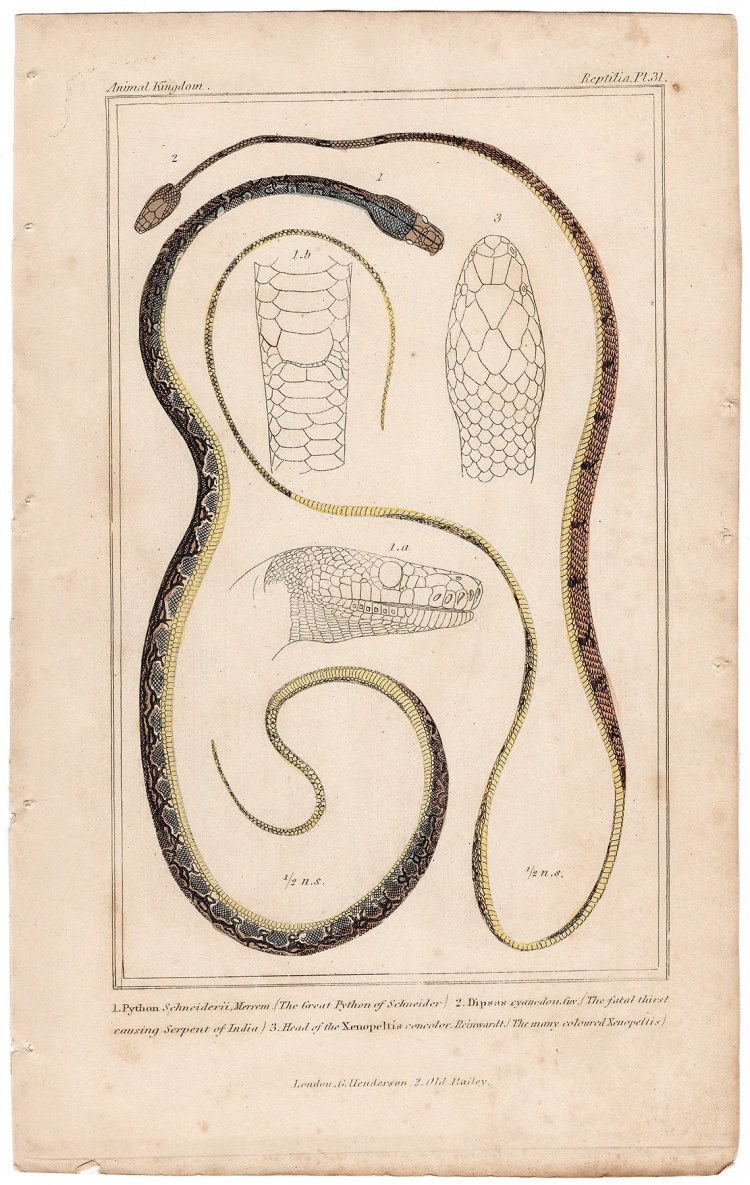 Cuvier Animal Kingdom Reptilia Plate 31 Sumatran Short-tailed Python