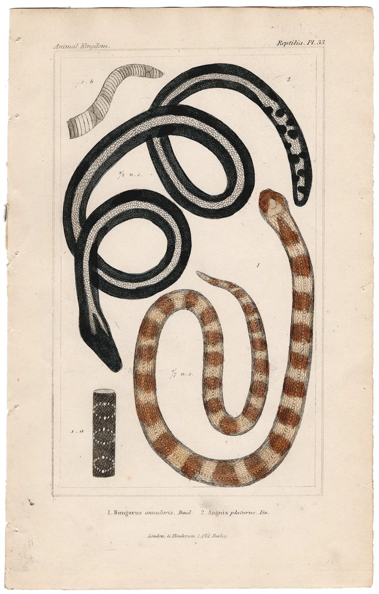 Cuvier Animal Kingdom Reptilia Plate 33 Banded Krait